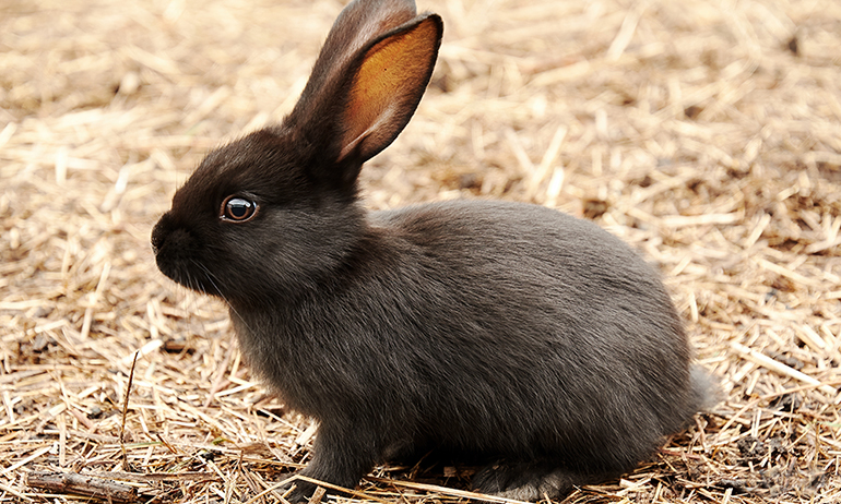 The color black is associated with prosperity and great growth, and rabbits have long symbolized abundance due to their fertility